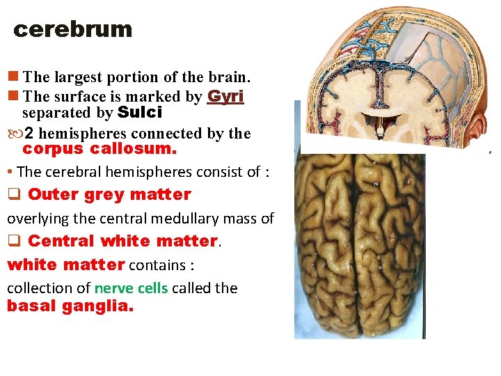 cerebrum n The largest portion of the brain. n The surface is marked by