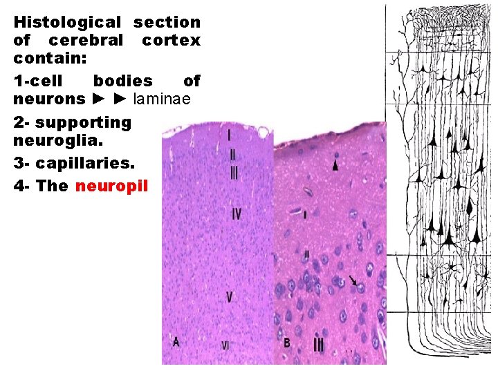 Histological section of cerebral cortex contain: 1 -cell bodies of neurons ► ► laminae