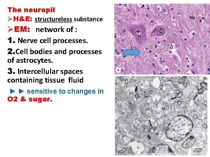 The neuropil ØH&E: structureless substance ØEM: network of : 1. Nerve cell processes. 2.