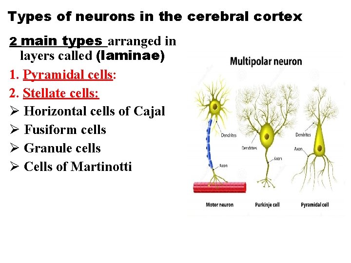Types of neurons in the cerebral cortex 2 main types arranged in layers called