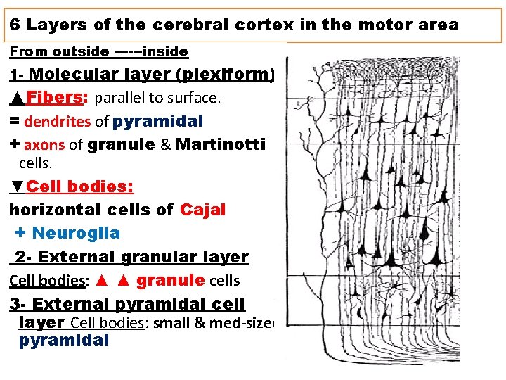 6 Layers of the cerebral cortex in the motor area From outside ------inside Molecular