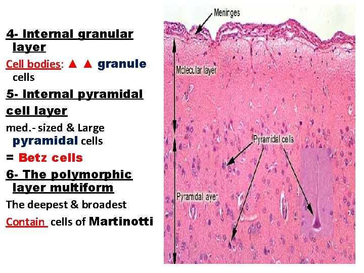 4 - Internal granular layer Cell bodies: ▲ ▲ granule cells 5 - Internal
