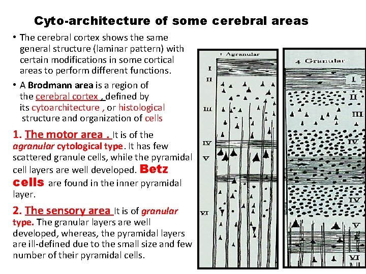 Cyto-architecture of some cerebral areas • The cerebral cortex shows the same general structure