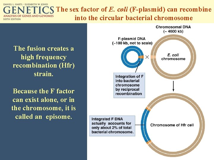 The sex factor of E. coli (F-plasmid) can recombine into the circular bacterial chromosome