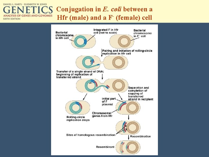 Conjugation in E. coli between a Hfr (male) and a F- (female) cell 