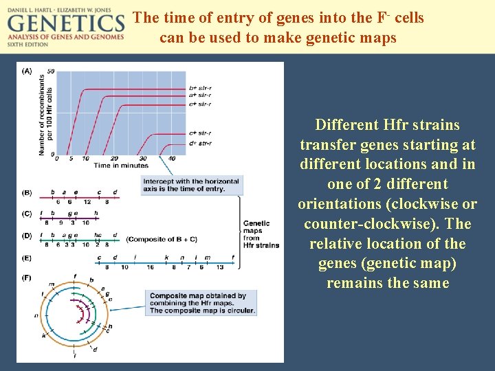 The time of entry of genes into the F- cells can be used to