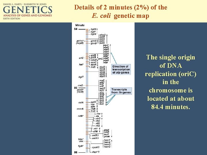 Details of 2 minutes (2%) of the E. coli genetic map The single origin