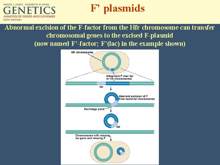F’ plasmids Abnormal excision of the F-factor from the Hfr chromosome can transfer chromosomal