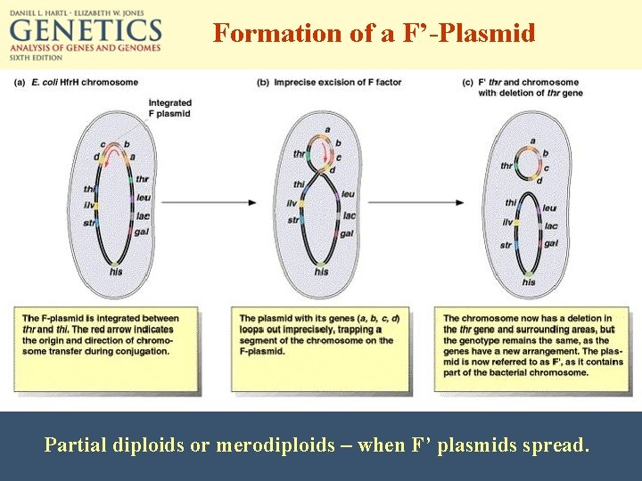 Formation of a F’-Plasmid Partial diploids or merodiploids – when F’ plasmids spread. 