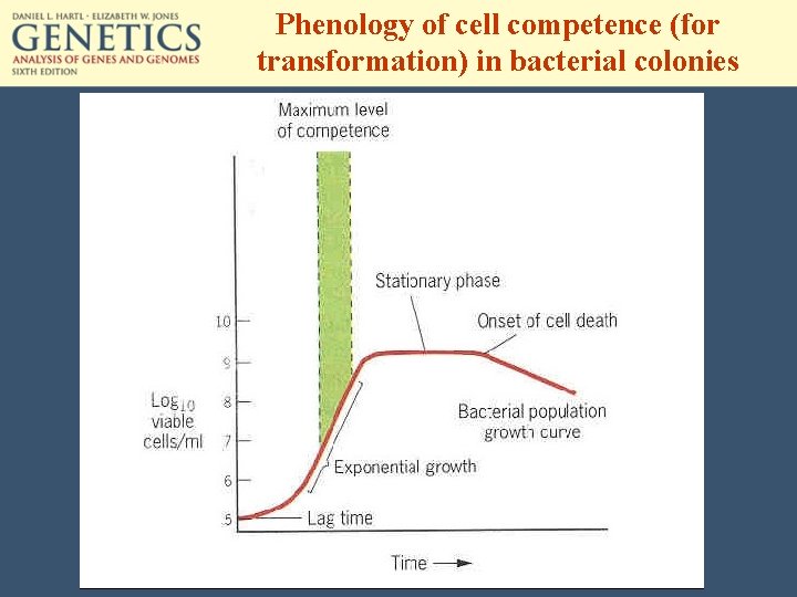 Phenology of cell competence (for transformation) in bacterial colonies 