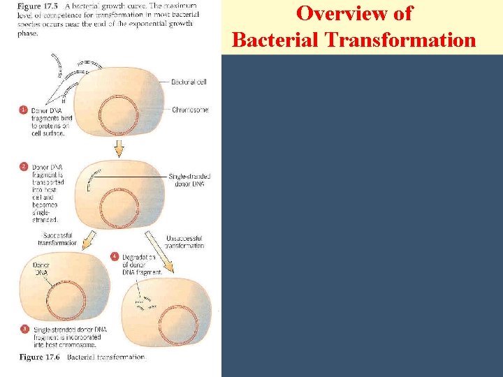 Overview of Bacterial Transformation 