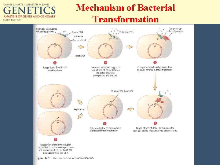 Mechanism of Bacterial Transformation 