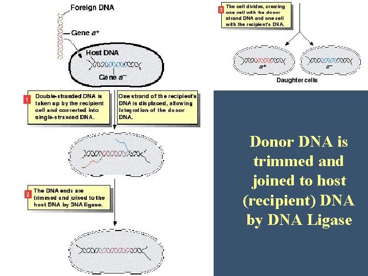 Donor DNA is trimmed and joined to host (recipient) DNA by DNA Ligase 