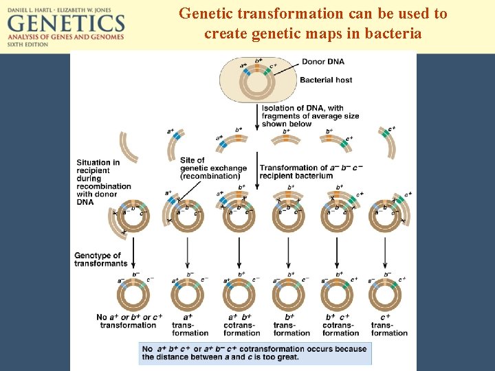 Genetic transformation can be used to create genetic maps in bacteria 