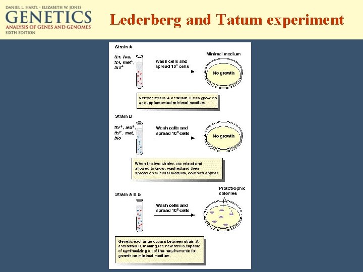 Lederberg and Tatum experiment 