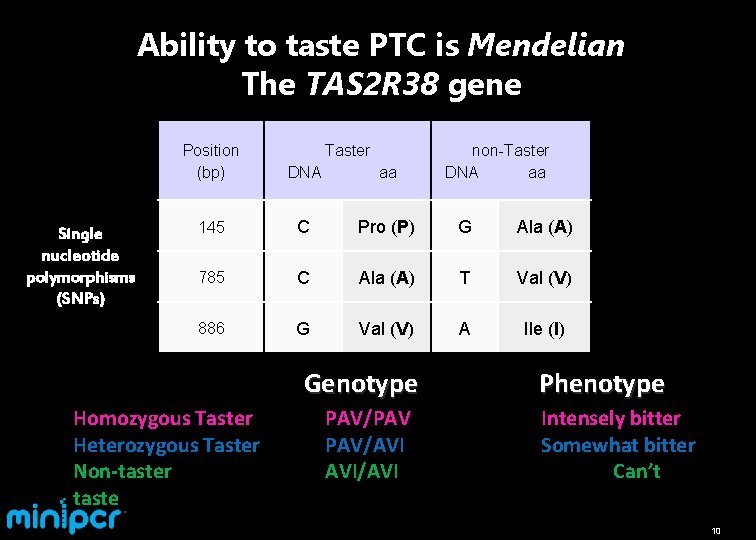 Ability to taste PTC is Mendelian The TAS 2 R 38 gene Single nucleotide