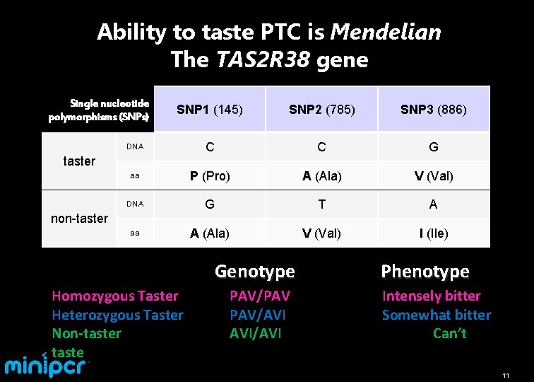 Ability to taste PTC is Mendelian The TAS 2 R 38 gene Single nucleotide
