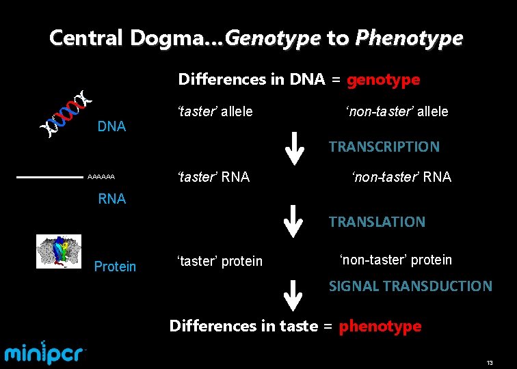 Central Dogma…Genotype to Phenotype Differences in DNA = genotype DNA ‘taster’ allele ‘non-taster’ allele