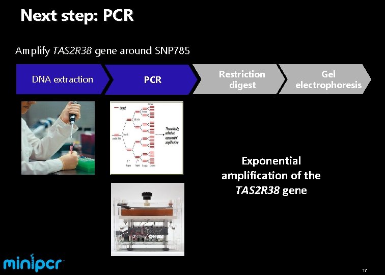 Next step: PCR Amplify TAS 2 R 38 gene around SNP 785 DNA extraction