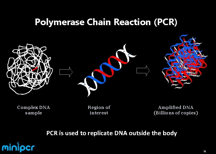 Polymerase Chain Reaction (PCR) Complex DNA sample Region of interest Amplified DNA (Billions of