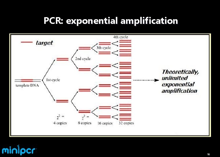 PCR: exponential amplification 19 