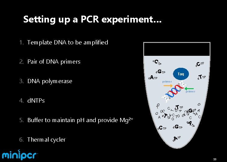 Setting up a PCR experiment… 1. Template DNA to be amplified 2. Pair of