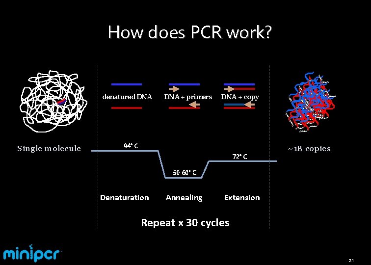 How does PCR work? denatured DNA Single molecule DNA + primers DNA + copy