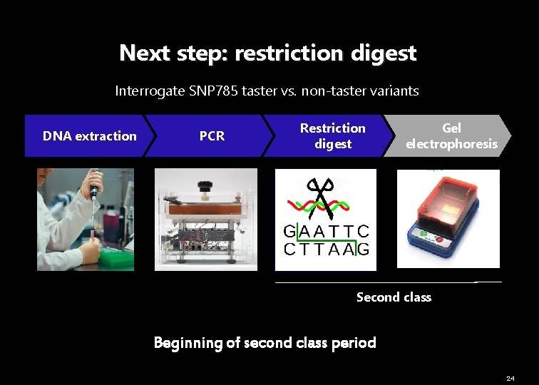 Next step: restriction digest Interrogate SNP 785 taster vs. non-taster variants DNA extraction PCR