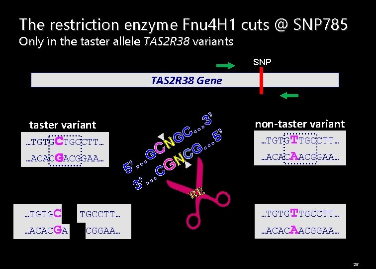 The restriction enzyme Fnu 4 H 1 cuts @ SNP 785 Only in the