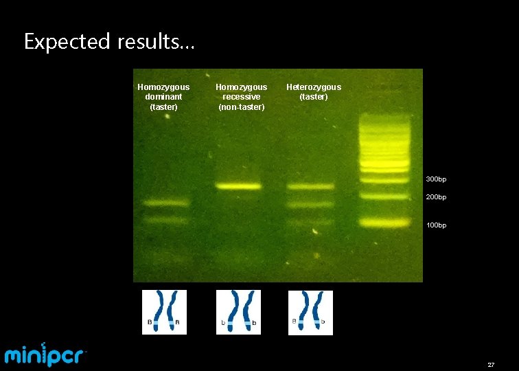 Expected results… Homozygous dominant (taster) Homozygous recessive (non-taster) Heterozygous (taster) 300 bp 200 bp
