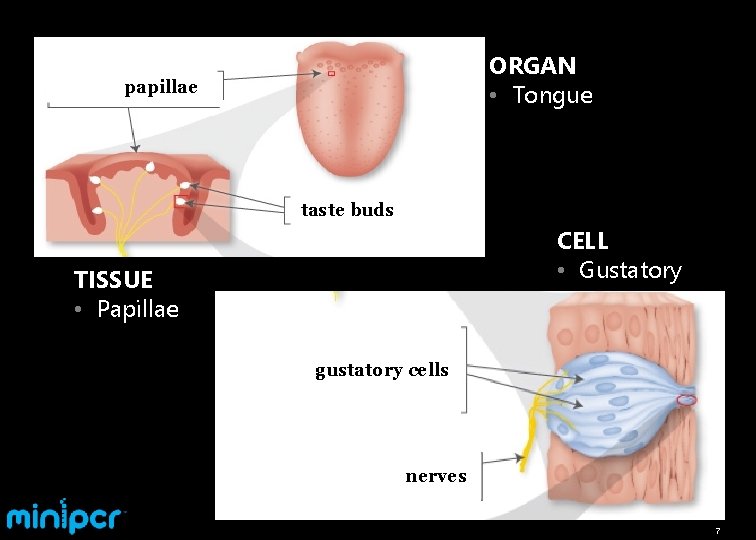 ORGAN • Tongue papillae taste buds CELL • Gustatory TISSUE • Papillae gustatory cells
