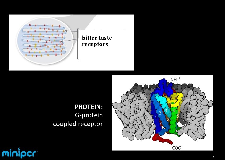 bitter taste receptors PROTEIN: G-protein coupled receptor 8 