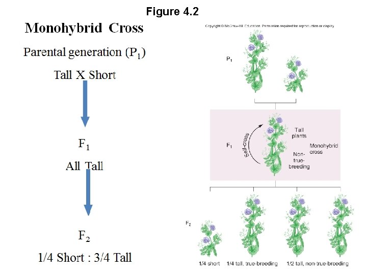 Figure 4. 2 