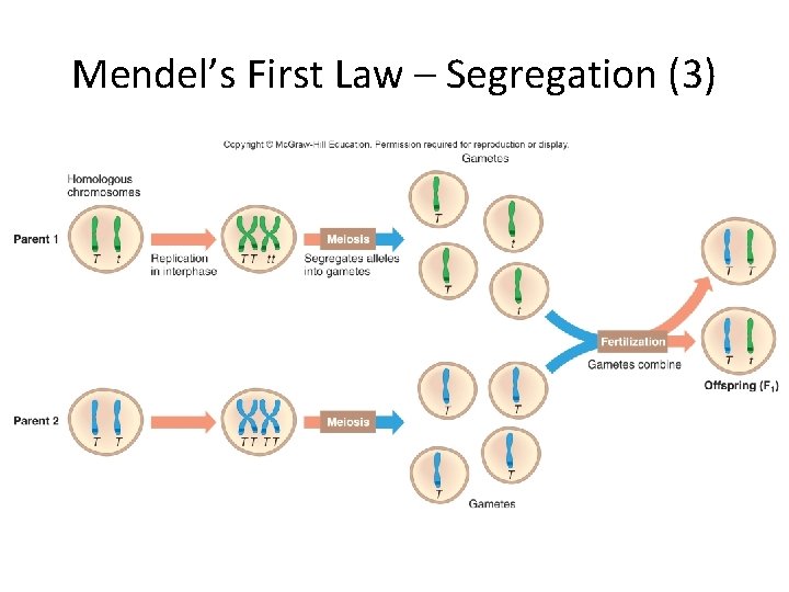 Mendel’s First Law – Segregation (3) 