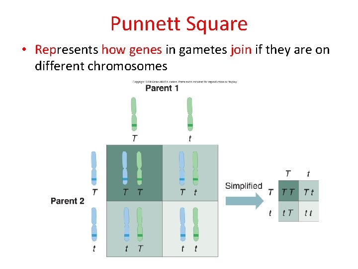 Punnett Square • Represents how genes in gametes join if they are on different