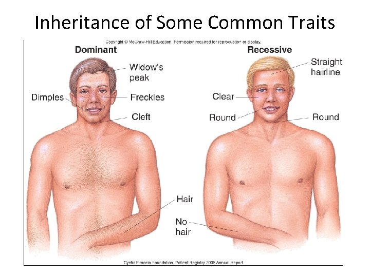 Inheritance of Some Common Traits 