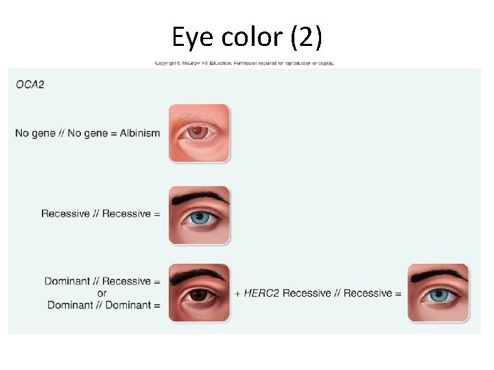 Eye color (2) 