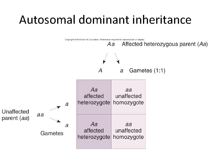 Autosomal dominant inheritance 