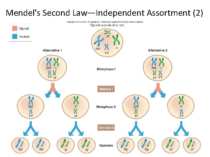 Mendel's Second Law—Independent Assortment (2) 