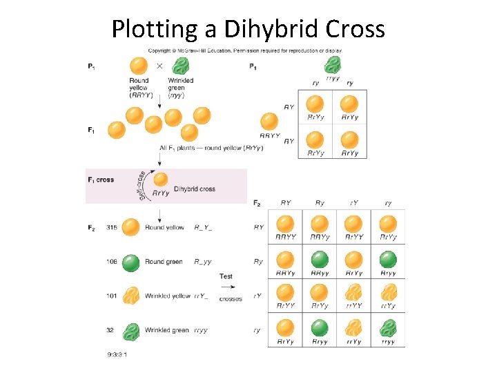 Plotting a Dihybrid Cross 