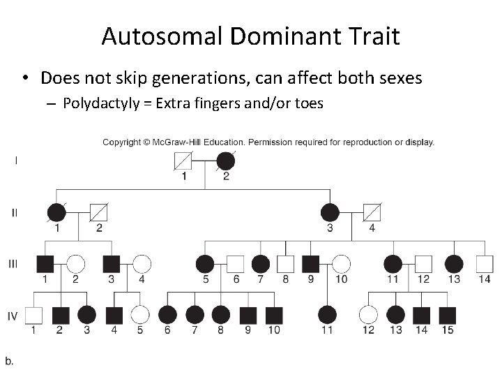 Autosomal Dominant Trait • Does not skip generations, can affect both sexes – Polydactyly