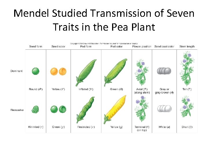 Mendel Studied Transmission of Seven Traits in the Pea Plant 