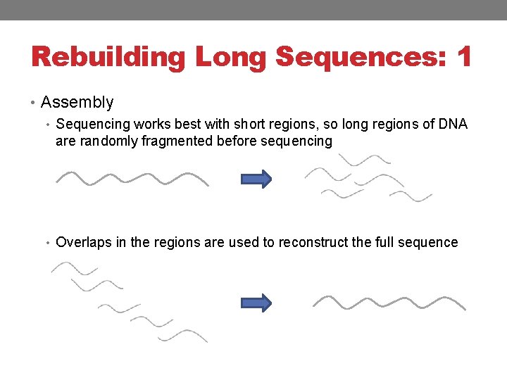 Rebuilding Long Sequences: 1 • Assembly • Sequencing works best with short regions, so