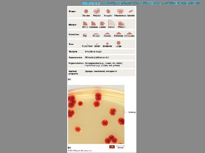 FIGURE 6. 8 CHARACTERISTICS OF BACTERIAL COLONIES-OVERVIEW 
