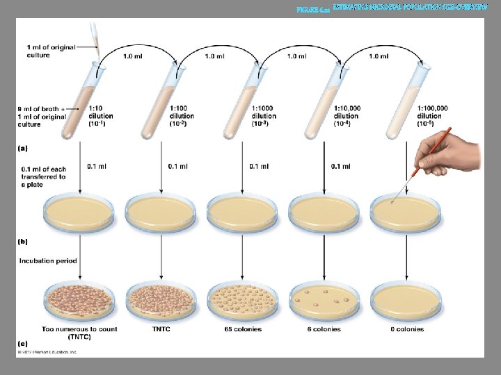 ESTIMATING MICROBIAL POPULATION SIZE-OVERVIEW 