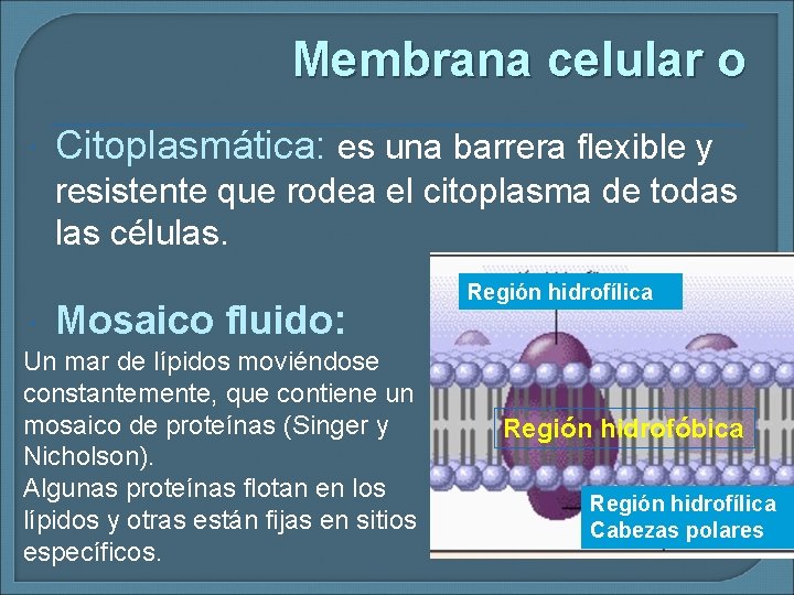 Membrana celular o Citoplasmática: es una barrera flexible y resistente que rodea el citoplasma