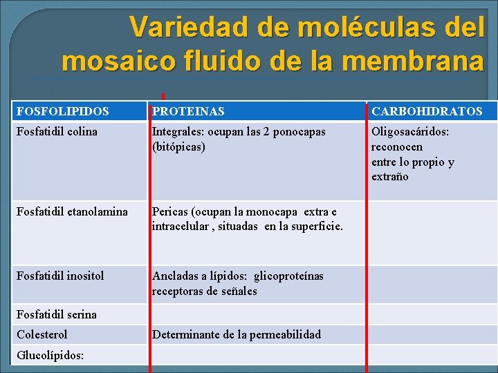 Variedad de moléculas del mosaico fluido de la membrana FOSFOLIPIDOS PROTEINAS CARBOHIDRATOS Fosfatidil colina