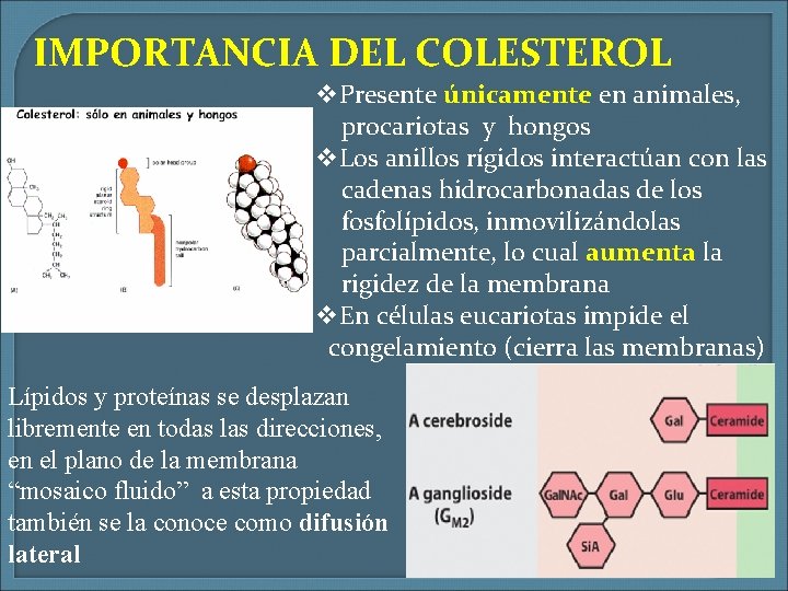 IMPORTANCIA DEL COLESTEROL v. Presente únicamente en animales, procariotas y hongos v. Los anillos