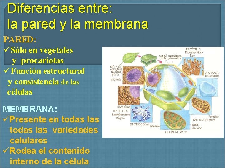 Diferencias entre: la pared y la membrana PARED: üSólo en vegetales y procariotas üFunción