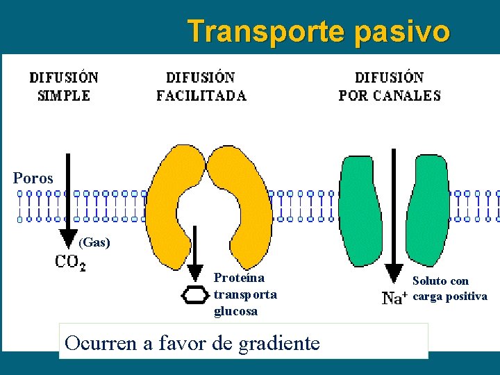 Transporte pasivo Poros (Gas) Proteína transporta glucosa Ocurren a favor de gradiente Soluto con